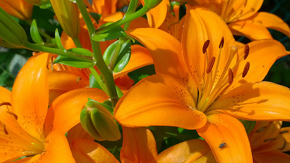 WP_20140703_14_40_10_Pro