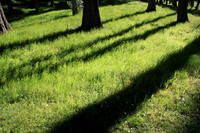 05 - DRAGON FLY COPSE 3