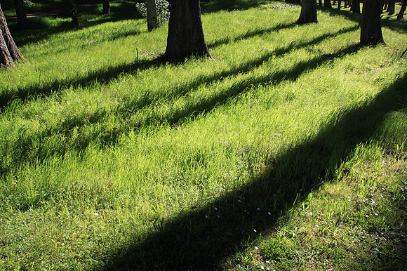 05 - DRAGON FLY COPSE 3
