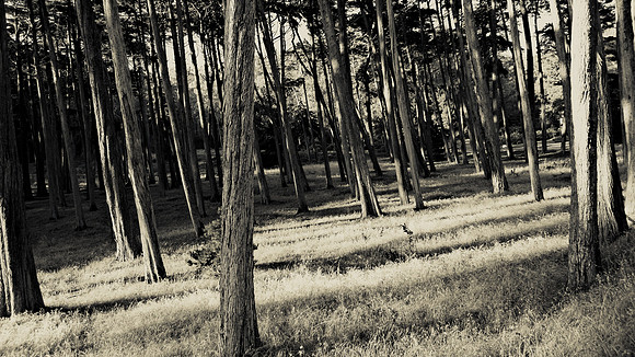 06 - DRAGON FLY COPSE ONE