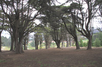 FOREST1 002