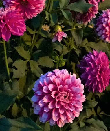 WP_20171002_18_48_21_Pro_cr