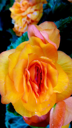 WP_20140616_07_33_02_Pro