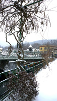 Shelburne Falls Wisteria winter 01